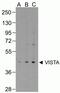 V-Set Immunoregulatory Receptor antibody, TA355117, Origene, Western Blot image 