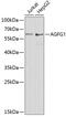 ArfGAP With FG Repeats 1 antibody, 15-027, ProSci, Western Blot image 