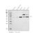 JK antibody, A04926-1, Boster Biological Technology, Western Blot image 
