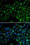 NFIL3 antibody, LS-C346338, Lifespan Biosciences, Immunofluorescence image 