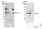 Ancient ubiquitous protein 1 antibody, NBP1-49916, Novus Biologicals, Western Blot image 