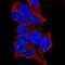 BEN Domain Containing 4 antibody, HPA036850, Atlas Antibodies, Immunofluorescence image 