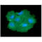Phosphoglycerate Mutase 2 antibody, GTX57652, GeneTex, Immunofluorescence image 