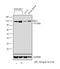 DExD/H-Box Helicase 58 antibody, 700366, Invitrogen Antibodies, Western Blot image 