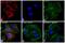 Rabbit IgG antibody, Q-11421MP, Invitrogen Antibodies, Immunofluorescence image 
