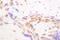 Histone Cluster 4 H4 antibody, LS-C176531, Lifespan Biosciences, Immunohistochemistry paraffin image 