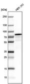 Nuclear Speckle Splicing Regulatory Protein 1 antibody, NBP1-90548, Novus Biologicals, Western Blot image 