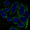 Mitochondrial import receptor subunit TOM20 homolog antibody, M04039, Boster Biological Technology, Immunofluorescence image 