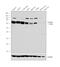 Cytochrome P450 Family 2 Subfamily B Member 6 antibody, PA5-35032, Invitrogen Antibodies, Western Blot image 