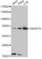 Switch-associated protein 70 antibody, A14857, ABclonal Technology, Western Blot image 