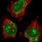 ATPase family AAA domain-containing protein 1 antibody, HPA037569, Atlas Antibodies, Immunofluorescence image 