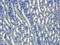 VEGF antibody, orb181784, Biorbyt, Immunohistochemistry paraffin image 
