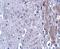 Matrilin 4 antibody, NBP1-77012, Novus Biologicals, Immunohistochemistry paraffin image 