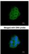 Protocadherin-1 antibody, NBP1-32564, Novus Biologicals, Immunofluorescence image 