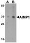 Aminoacyl TRNA Synthetase Complex Interacting Multifunctional Protein 1 antibody, TA326669, Origene, Western Blot image 