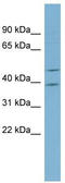 Actin Like 6B antibody, TA345057, Origene, Western Blot image 