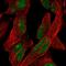 Fibroblast Growth Factor 7 antibody, HPA043605, Atlas Antibodies, Immunofluorescence image 
