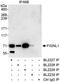 Fidgetin Like 1 antibody, A300-773A, Bethyl Labs, Immunoprecipitation image 