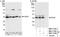Heparin Binding Growth Factor antibody, NBP1-71926, Novus Biologicals, Western Blot image 