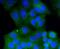RAB9A, Member RAS Oncogene Family antibody, NBP2-67331, Novus Biologicals, Immunocytochemistry image 