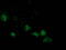 VATB1 antibody, TA502667, Origene, Immunofluorescence image 