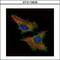 Cysteine And Glycine Rich Protein 3 antibody, GTX110536, GeneTex, Immunofluorescence image 