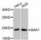 BAK1 antibody, abx125297, Abbexa, Western Blot image 