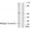 Ras antibody, A00099, Boster Biological Technology, Western Blot image 