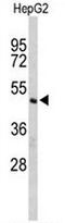 CASP8 and FADD-like apoptosis regulator antibody, AP50879PU-N, Origene, Western Blot image 