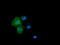 Butyrophilin Subfamily 1 Member A1 antibody, TA501533, Origene, Immunofluorescence image 