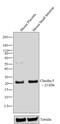 Claudin 5 antibody, 35-2500, Invitrogen Antibodies, Western Blot image 