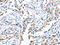 AOX1 antibody, CSB-PA598136, Cusabio, Immunohistochemistry frozen image 