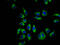 Cyclic nucleotide-gated cation channel beta-1 antibody, CSB-PA623897LA01HU, Cusabio, Immunofluorescence image 