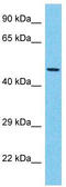 EYA Transcriptional Coactivator And Phosphatase 3 antibody, TA344513, Origene, Western Blot image 