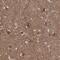 Zinc Finger Protein 653 antibody, HPA023635, Atlas Antibodies, Immunohistochemistry paraffin image 