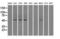 Protein Phosphatase 5 Catalytic Subunit antibody, LS-C797098, Lifespan Biosciences, Western Blot image 