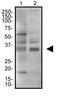 JNK1/MAPK8 Associated Membrane Protein antibody, NBP2-36446, Novus Biologicals, Western Blot image 
