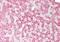 Oxysterol Binding Protein Like 5 antibody, NB100-57071, Novus Biologicals, Immunohistochemistry paraffin image 