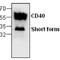 CD40 Molecule antibody, GTX59620, GeneTex, Western Blot image 