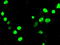 Neurogenin 3 antibody, TA500346, Origene, Immunofluorescence image 