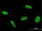 RAB, Member RAS Oncogene Family Like 6 antibody, H00055684-M01, Novus Biologicals, Immunofluorescence image 