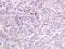 EF-Hand Calcium Binding Domain 14 antibody, orb330501, Biorbyt, Immunohistochemistry paraffin image 