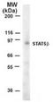 Signal Transducer And Activator Of Transcription 5B antibody, PA1-41134, Invitrogen Antibodies, Western Blot image 