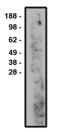 Cca1 antibody, orb109409, Biorbyt, Western Blot image 