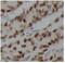 Poly(ADP-Ribose) Polymerase 1 antibody, FNab06151, FineTest, Immunohistochemistry frozen image 