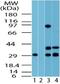 Fuzzy Planar Cell Polarity Protein antibody, PA5-23209, Invitrogen Antibodies, Western Blot image 
