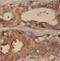 Outer Dense Fiber Of Sperm Tails 2 antibody, FNab05971, FineTest, Immunohistochemistry frozen image 