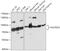 FAST Kinase Domains 5 antibody, 18-085, ProSci, Western Blot image 