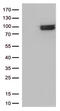 Interferon Lambda Receptor 1 antibody, TA812616S, Origene, Western Blot image 