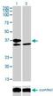 Transcription Factor 19 antibody, H00006941-M01, Novus Biologicals, Western Blot image 